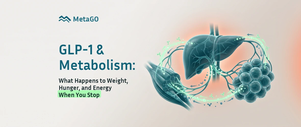 GLP-1 and metabolism: liver, muscle fibre and fat cells with energy flow arrows showing what happens to weight when you stop