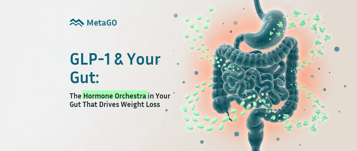 GLP-1 and your gut: stomach and intestines with hormone particles showing the gut hormone orchestra that drives weight loss