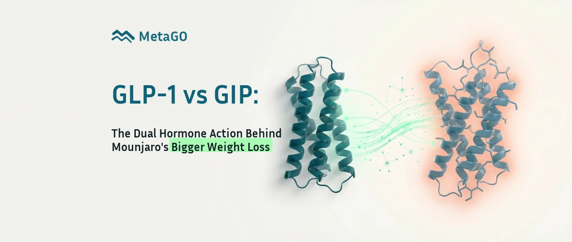 GLP-1 vs GIP receptors: two protein helix structures showing dual hormone action behind Mounjaro's bigger weight loss
