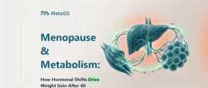 3D metabolic cycle showing liver, muscle and fat cells, illustrating how menopause drives weight gain after 40