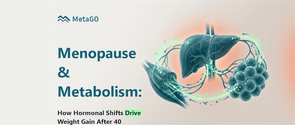 3D metabolic cycle showing liver, muscle and fat cells, illustrating how menopause drives weight gain after 40